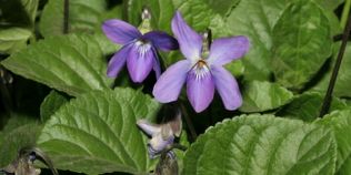 Toporasul, vedeta in farmacia de primavara. Floarea violeta are efecte hipotensive si anticancerigene