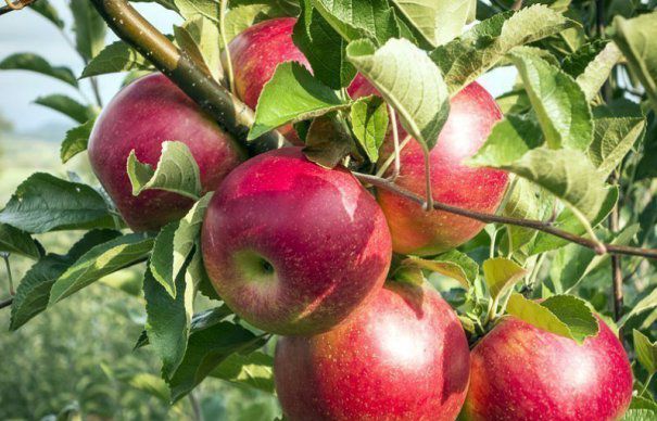 Guvernul vrea sa organizeze, in scoli, sesiuni de degustare a fructelor proaspete si vizite la fermele pomicole