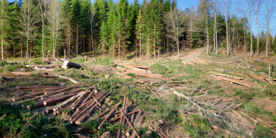 Sarmana Romanie bogata, libera sa se autodistruga. Un raport al Curtii de Conturi Europene critica tara noastra pentru distrugerea fondului forestier